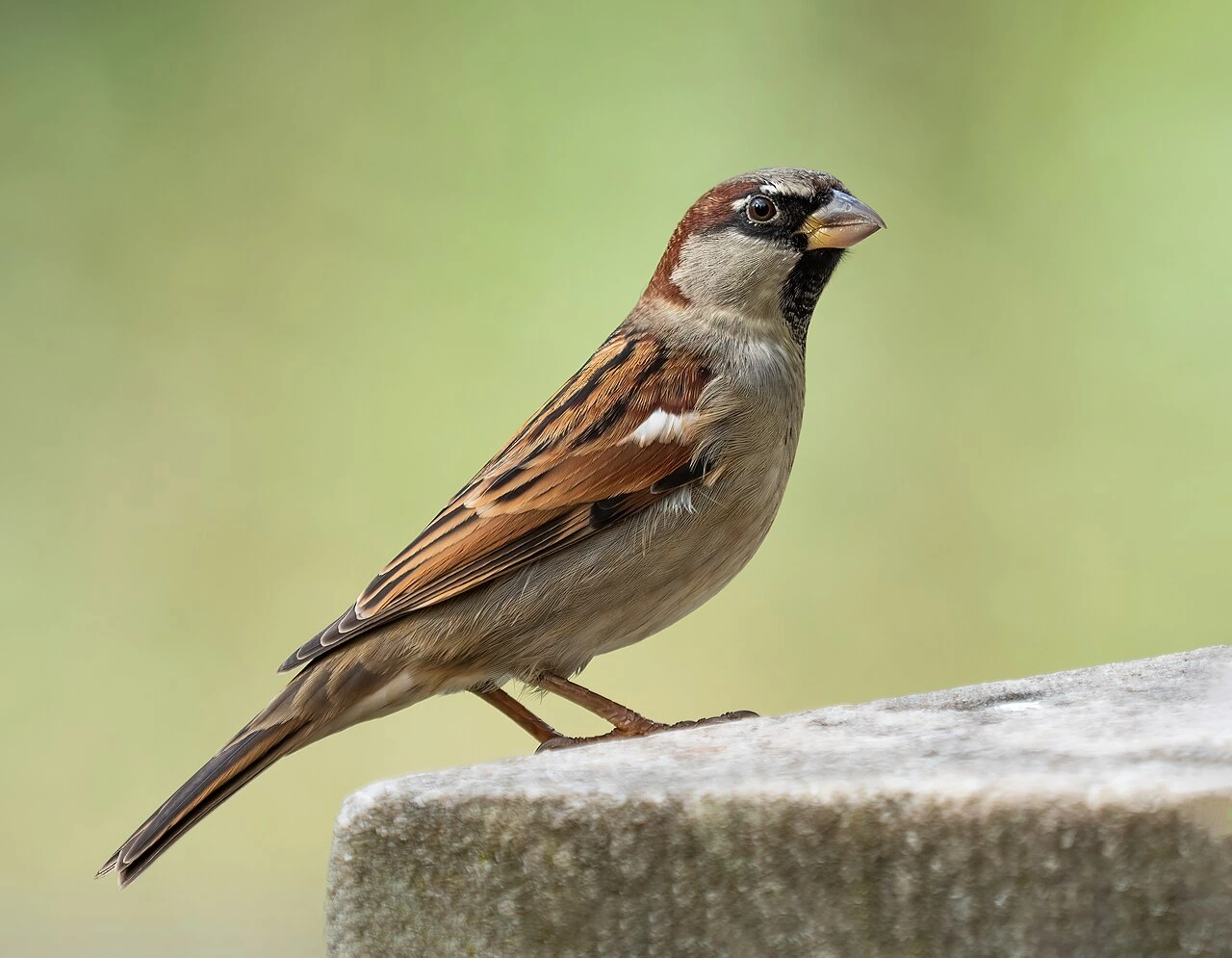 how to find a bird name by image