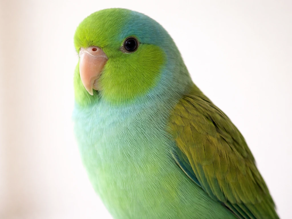 Close-up of a green bird showing lime/turquoise body color with olive/yellow-green concentrated on wings and chest